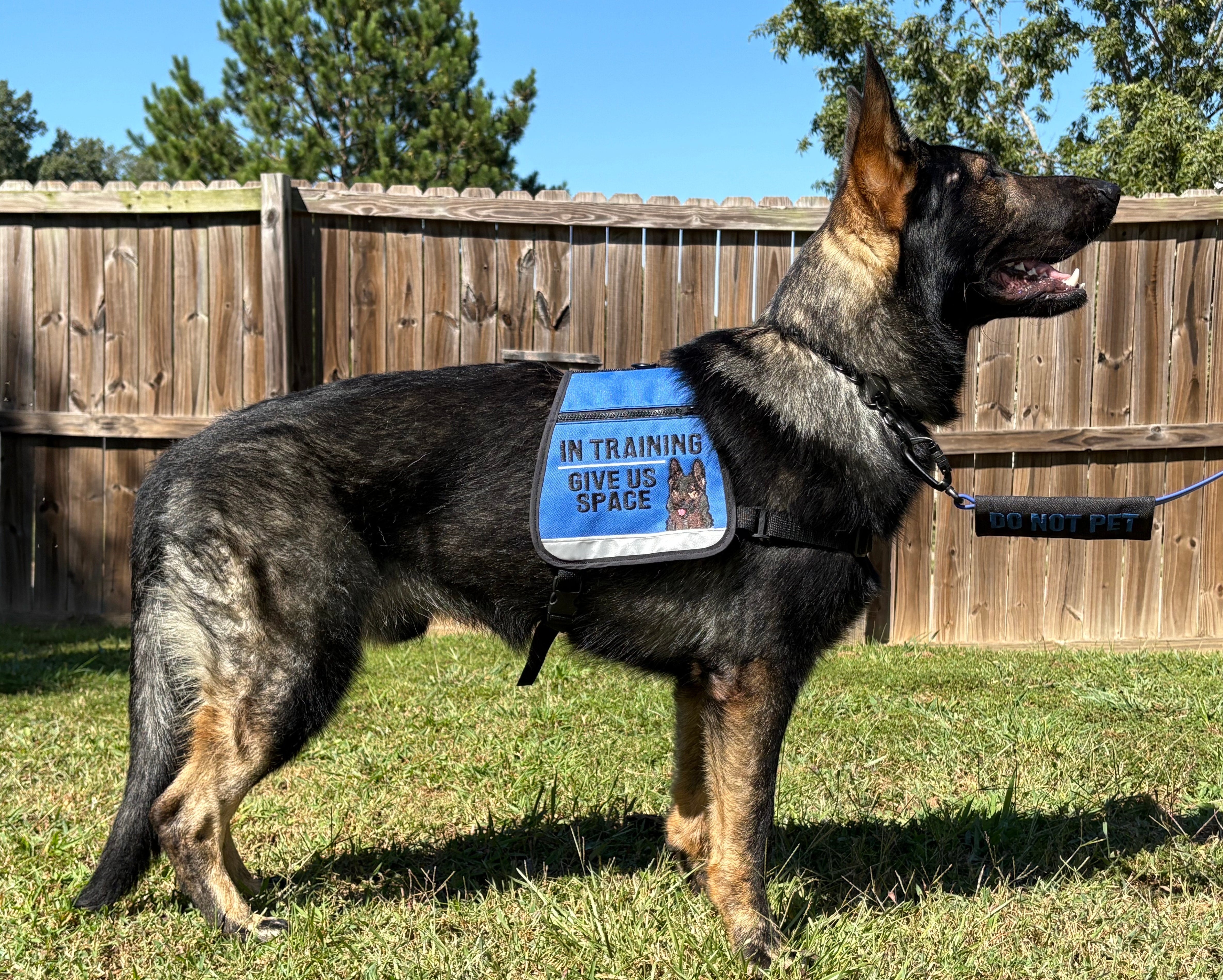 German Shepherd dog wearing an 'In Training' vest in a backyard setting.